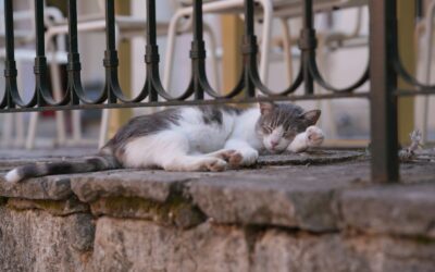 Capteurs domotiques : comment votre maison détecte tout